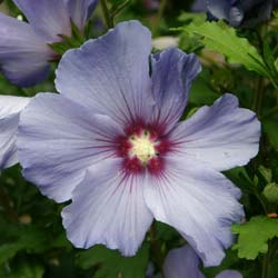 Hibiscus Oiseau bleu